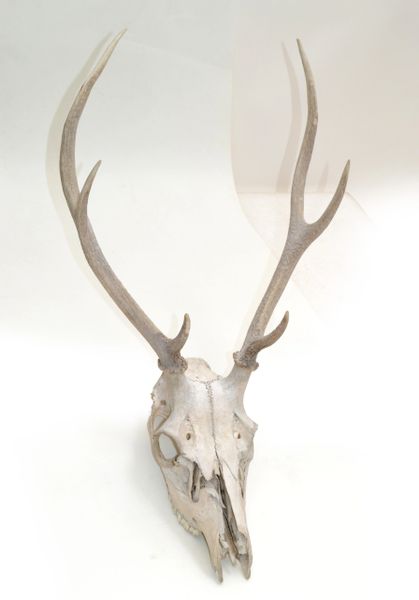 Vintage Taxidermy Forrest Deer Antlers Horns Folk Art