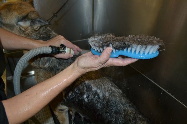 Yuppy puppy bath clearance brush