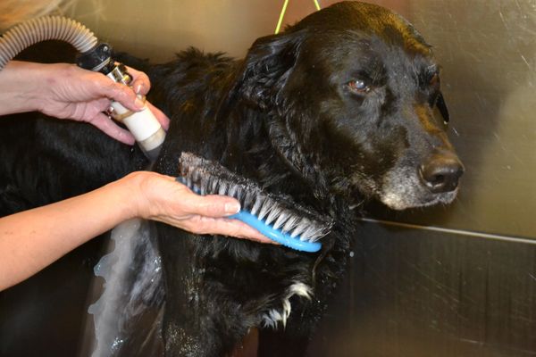 Yuppy puppy bath brush sale