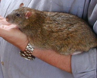 Reebok -  the largest rat I've ever met