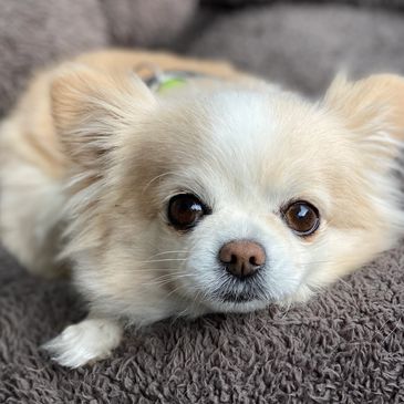 Dogs in Our Care | New Zealand Chihuahua Rescue