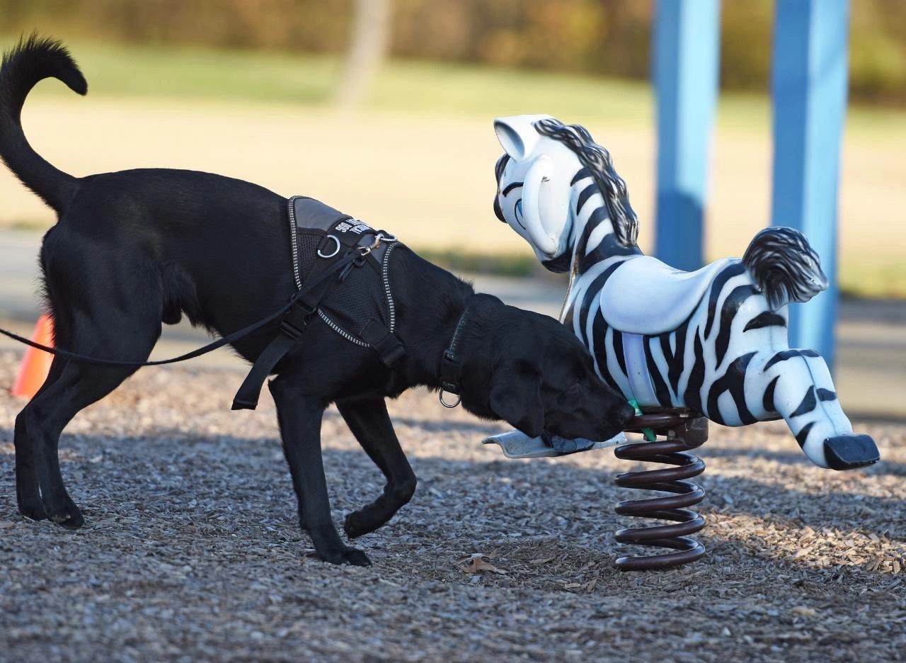 Wedge searching playground equipment in Prince George’s county