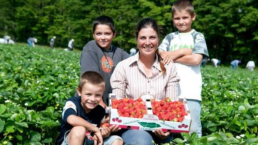 Fraises fraiches à la Ferme Maurice et Philippe Vaillancourt inc de Saint-Laurent ile d'Orléans