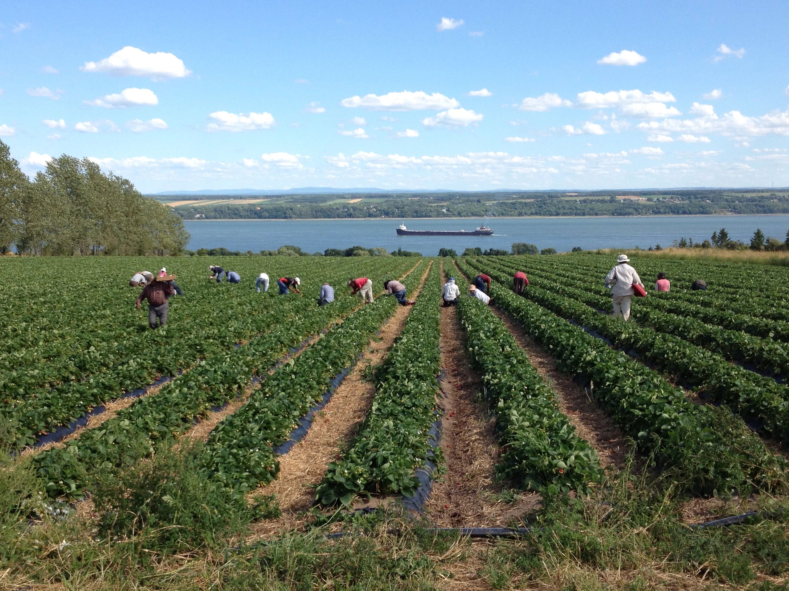 Cueillette des fraises ferme MP Vaillancourt ile d'Orléans vue sur le fleuve Saint-Laurent