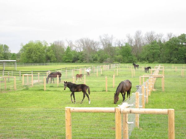 Woven Wire Horse Fence - foal paddocks.
