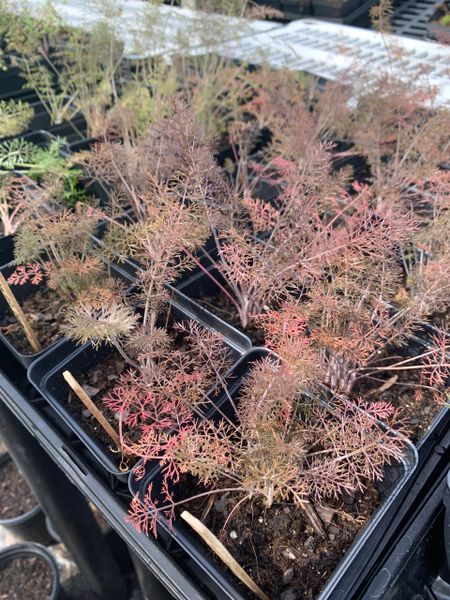 Louisiana Herbs LLC. photo 19