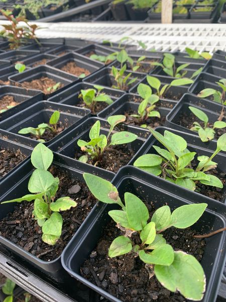 Louisiana Herbs LLC. photo 18