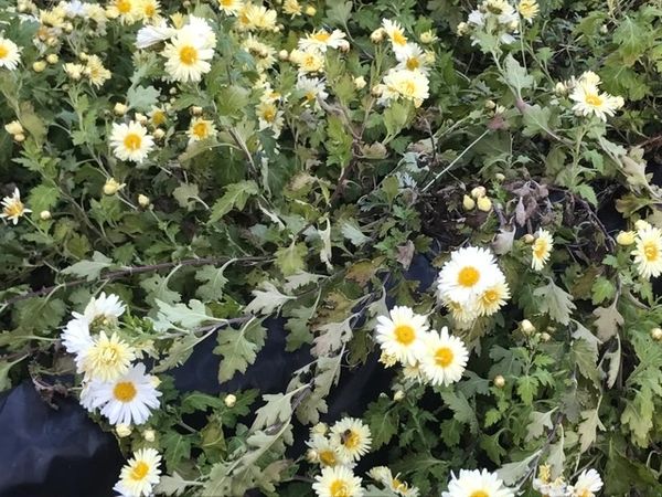 Louisiana Herbs LLC. photo 17