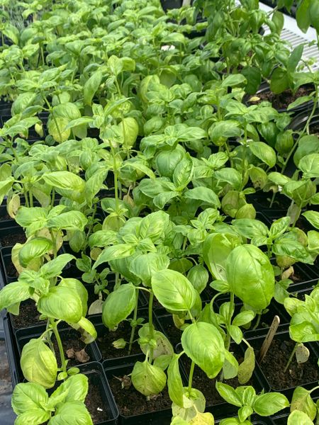 Louisiana Herbs LLC. photo 16