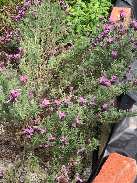 Louisiana Herbs LLC. photo 13