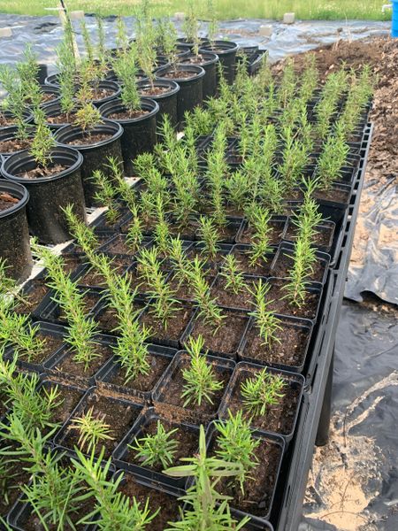 Louisiana Herbs LLC. photo 10