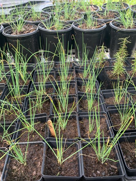 Louisiana Herbs LLC. photo 9