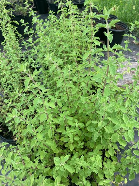 Louisiana Herbs LLC. photo 7