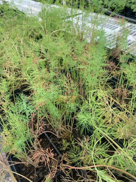 Louisiana Herbs LLC. photo 6