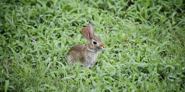 Picture of a rabbit