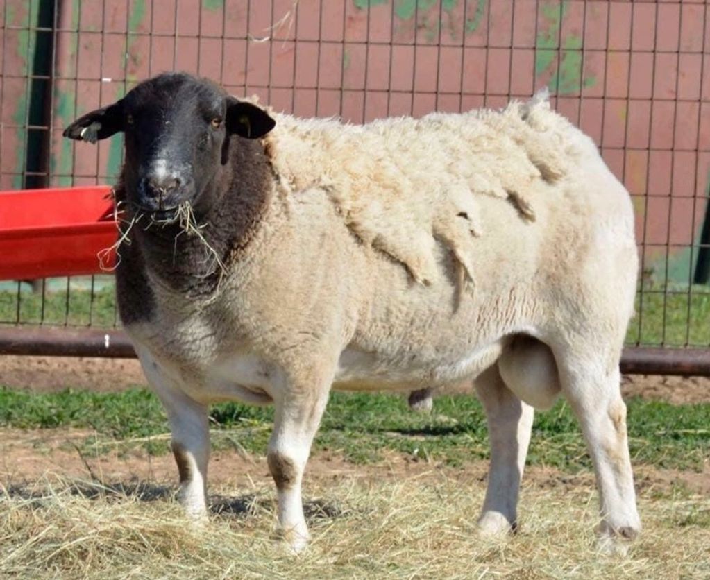 Dorper Sheep