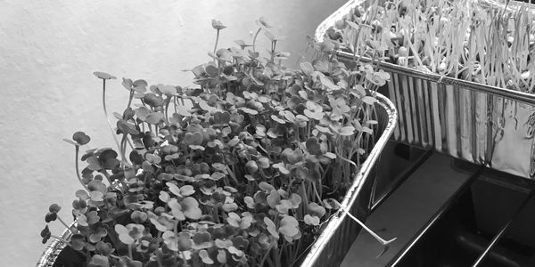 three trays of sprouts growing in small aluminum foil pans