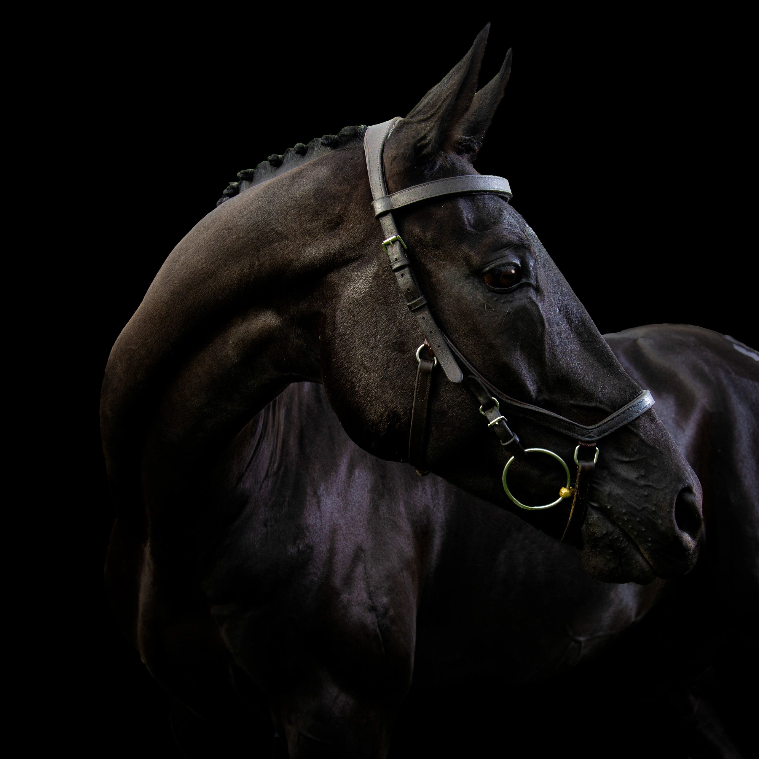 equine photography, horse photography, horse portrait, equine portrait, horse studio, fine art