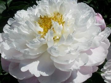 Semi-double; large, cupped outer petals and smaller inner petals are light pink to blush. 