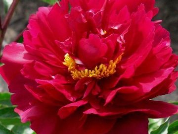 Semi-double flower; large, petals of a near spectrum red, surround a cluster of yellow stamens.