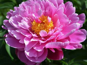 Semi-double, double on mature plants; large flower, opens bright medium pink, slightly frosted edges