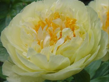 Semi-double, double on well grown mature plants. Striking, large lemon yellow flowers, petals of hea