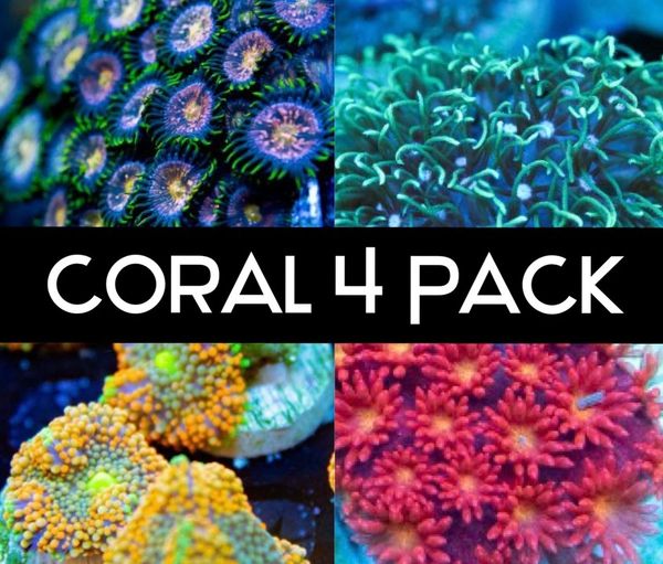Coral 4