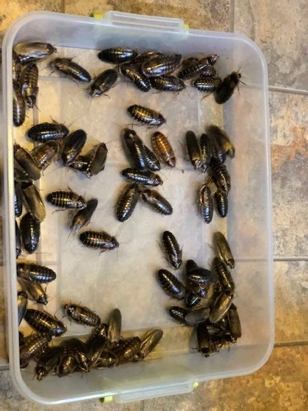 Fresh Dubia Roach Colony: 60 Females, 20 Males, plus xtras