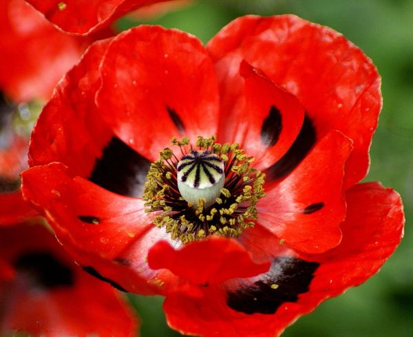 Poppies Red Corn Flanders Field Poppy Seeds Red Corn Poppies Wildflower Seeds Heirloom Seeds