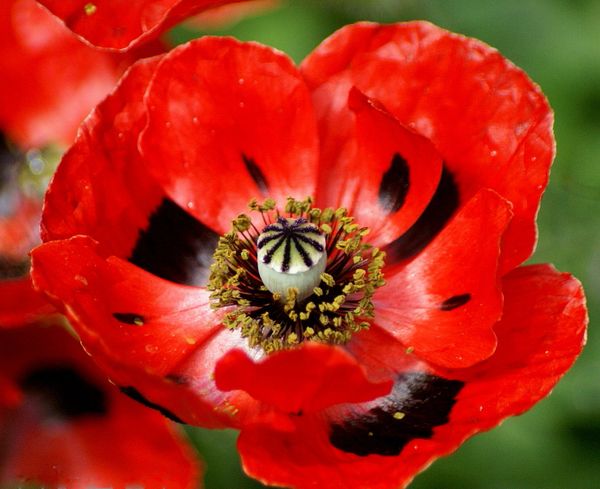 Poppies Red Corn Flanders Field Poppy Seeds Red Corn Poppies Wildflower Seeds Heirloom Seeds