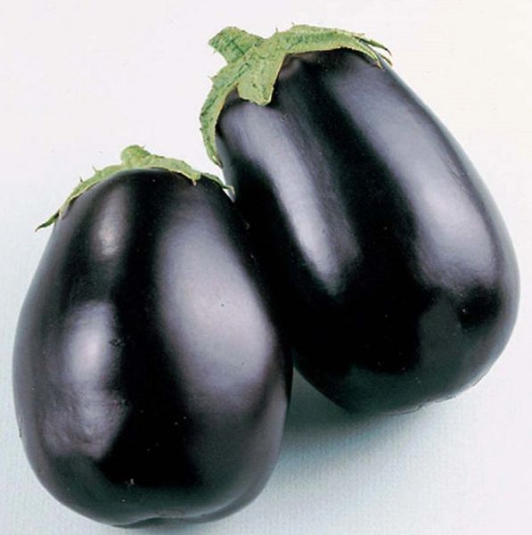 "EGGPLANT BLACK BEAUTY" EGGPLANT SEEDS, BLACK BEAUTY EGGPLANT SEEDS