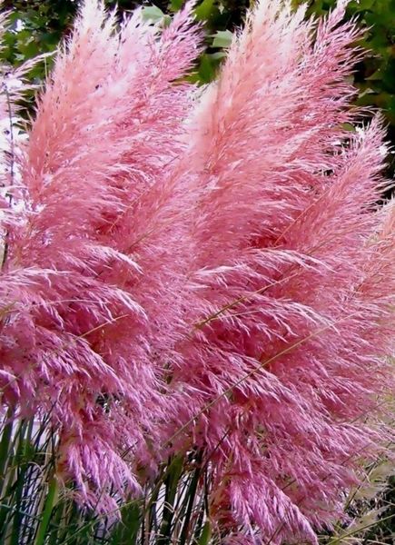 Pampas Grass Seeds, Pink