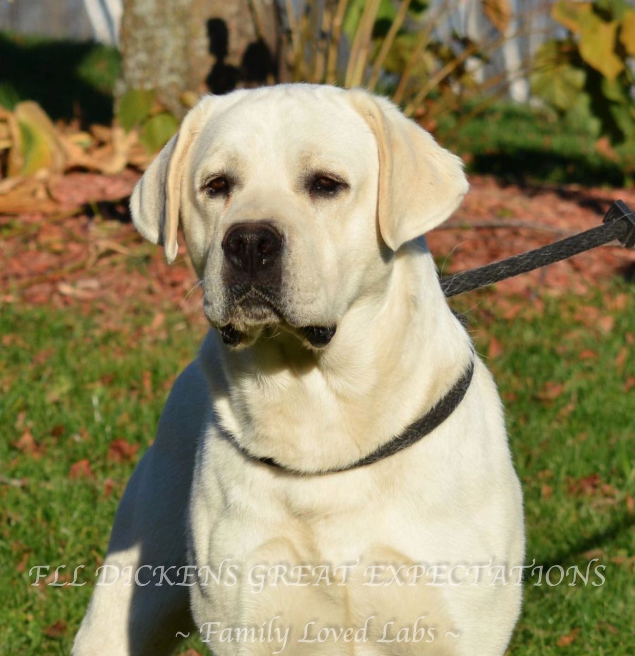 Blocky headed Labrador