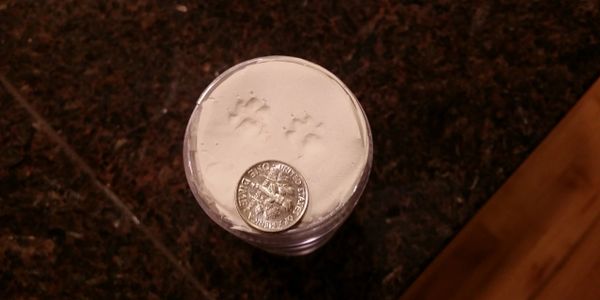 Colorado Yorkshire Terrier Yorkie tiny puppy paw prints