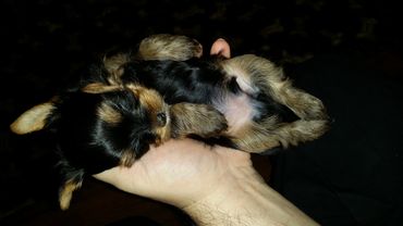 Totty's Colorado Yorkshire Terrier Yorkie Puppy Inara sleeping on a hand