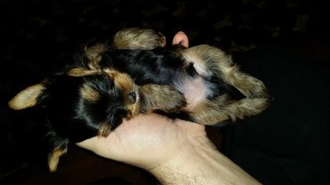 Totty's Colorado Yorkshire Terrier Yorkie Puppy Inara