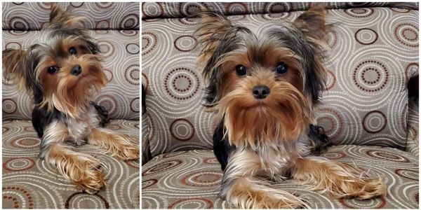 Totty's Colorado Yorkshire Terrier Yorkie Girl Puppy