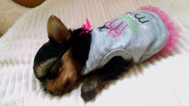 Totty's Colorado Yorkshire Terrier Yorkie Inara Cuter Than Most