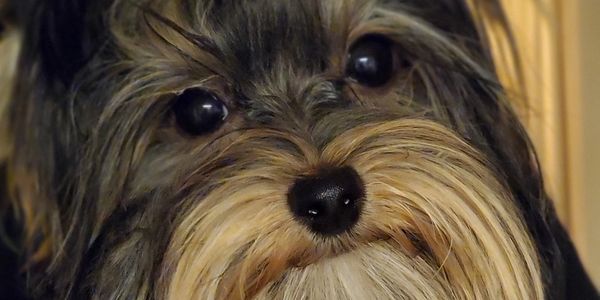 Totty's Colorado Yorkshire Terrier Yorkie Vinz Boy Puppy