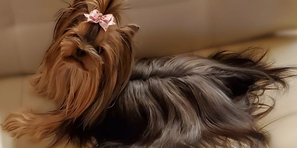 Colorado Yorkshire Terrier Yorkie Tiny Puppy Inara