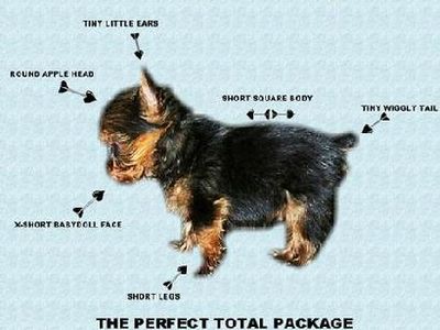 Yorkshire Terrier Yorkie Puppy Breed Standard Breakdown
