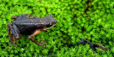 A small brown frog on bright green moss near a tiny insect.