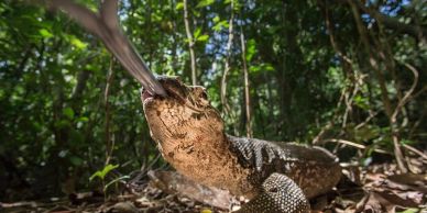 A Komodo dragon flicks its forked tongue in a forest setting.