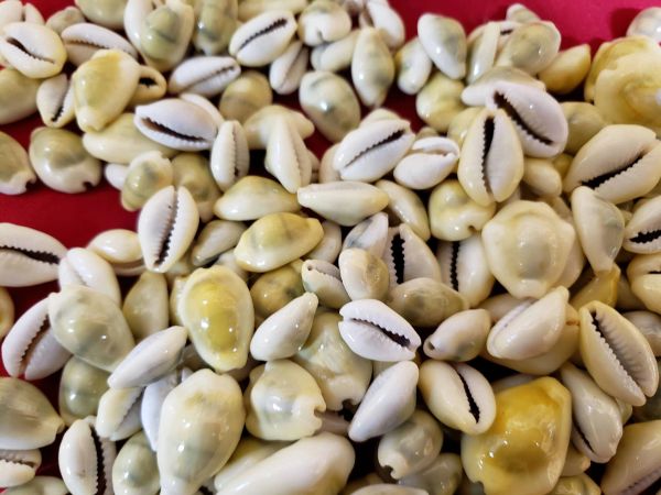 COWRIE SHELLS