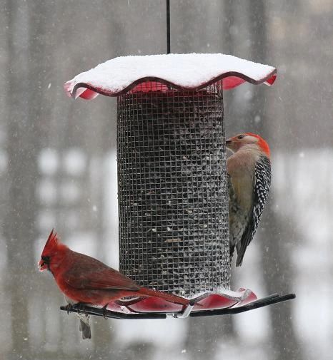 Black Sunflower Bird Feeder Cardinal Corner Inc