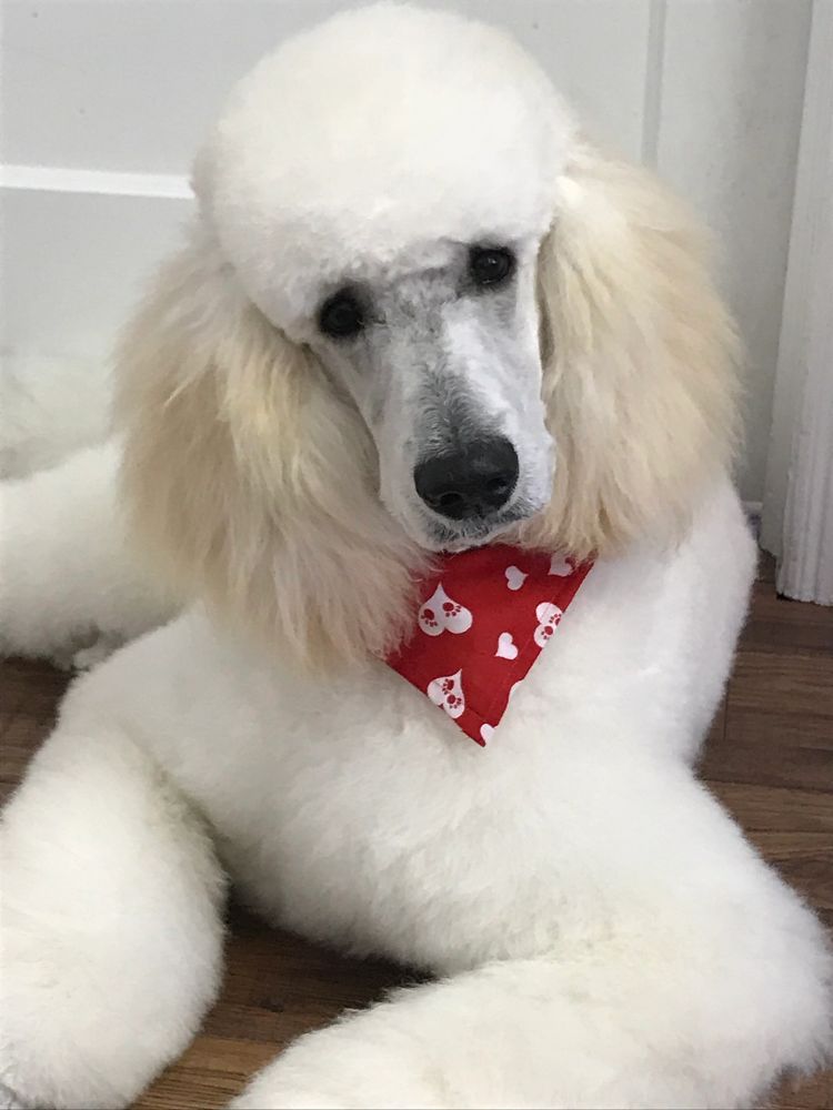 City Pet Grooming Dog Grooming, Pet Grooming, Dog Daycare City Pet