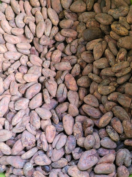 Cacao Beans (roasted) 1 Pound