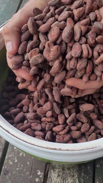 Cacao Beans (unroasted) 1 Pound