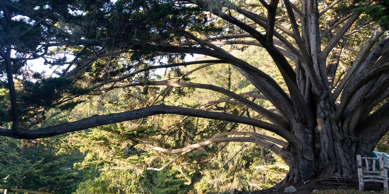 Multi-limbed cypress tree in California.