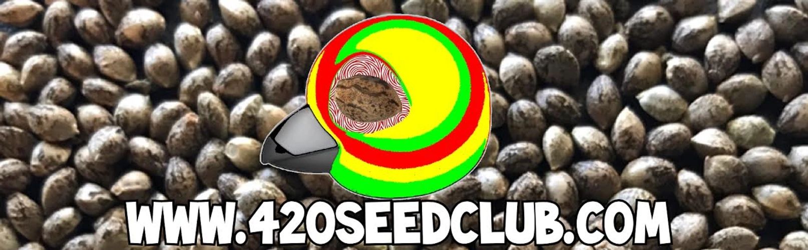 420 SEED CLUB PIC FOR 420SEEDCLUB.COM OFFERING EXOTIC ( HEMP ) CANNABIS SATIVA SEEDS  & PRODUCTS